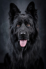 portrait of the black german shepherd long hair dog