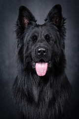portrait of the black german shepherd long hair dog