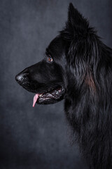 portrait of the black german shepherd long hair dog