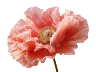 Close-up of a peach-colored poppy.  Soft, ruffled petals surround a central, delicate pistil and stamens.  Isolated against black background