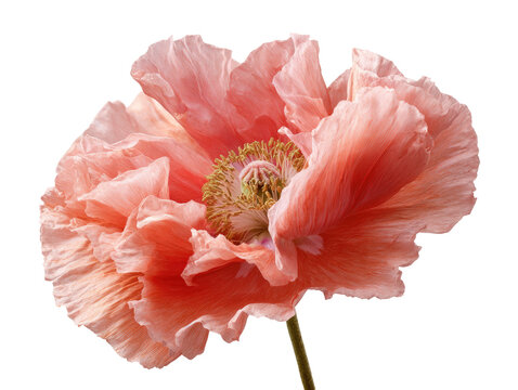 Close-up of a peach-colored poppy.  Soft, ruffled petals surround a central, delicate pistil and stamens.  Isolated against black background