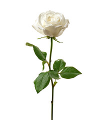 Obraz premium Single white rose, isolated on black