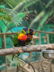 rainbow lorikeet in the jungle
