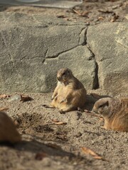 prairie dog on the ground
