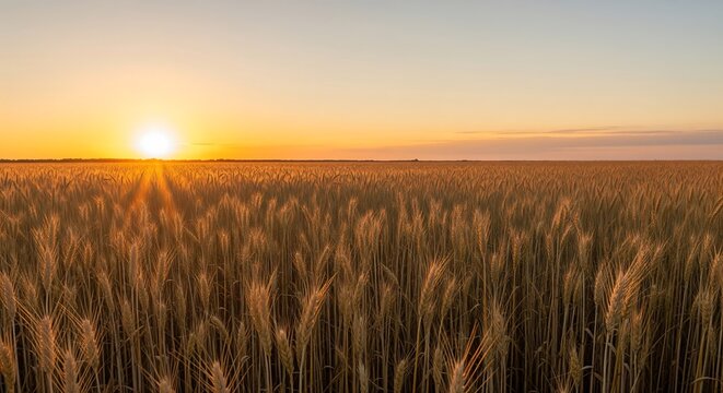 Wheat fields bathed in sunset glow, realistic classical style