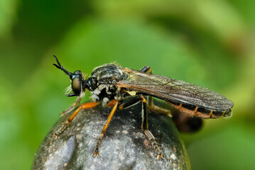 Stripe legged robber fly, Dioctria hyalipennis male, close up