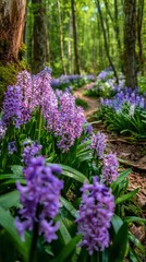 Obraz premium Colorful Hyacinths Bloom Along a Scenic Forest Path in Springtime Nature Setting
