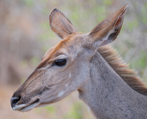 Afrikanische Tiere Weiblicher groß Kudu im Krüger National Park - Kruger Nationalpark Südafrika