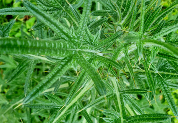 Close up of thistle plant with green leaves in the garden.