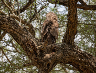 Verreaux-Uhu - Verreaux's Eagle-Owl im Busch vom Krüger National Park Südafrika