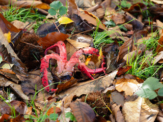 Devil's Fingers Fungi in Leaf Litter