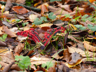 Devil's Fingers Fungi in Leaf Litter