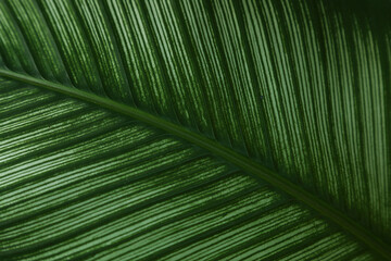Green leaf with prominent veins and natural light highlighting its texture and patterns