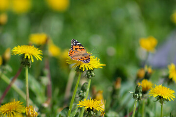 Close-up of a colorful butterfly perched on a yellow dandelion flower in a sunny spring meadow with soft green background.