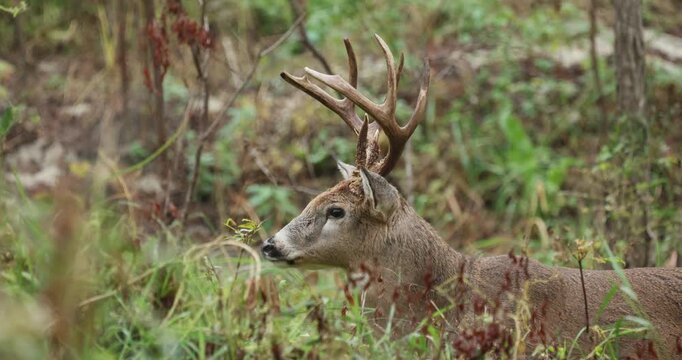 White-tailed deer buck with antlers