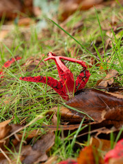 Devil's Fingers Fungi in Leaf Litter