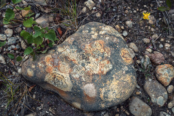 Colonies of lichens decorate like mosaics the surface of a sandstone rock