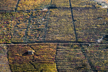 Tons of grapes grow on the vineyard covered hillsides of Ribeira Sacra