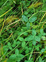Water drops on the leaves of a reed in the rain.