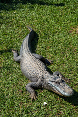 alligator takes sunbath and nap on grass in Beaumont, Texas