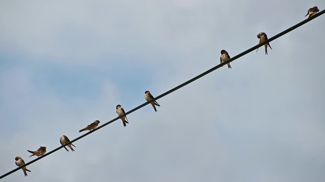 The western house martins are sitting on wires