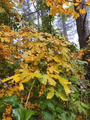 Autumn in the forest