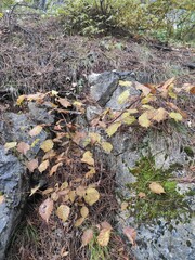 Autumn in the forest