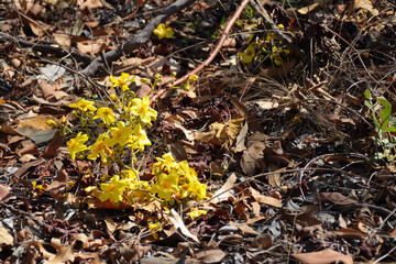 blooming plant at the mary river national park in north australia
