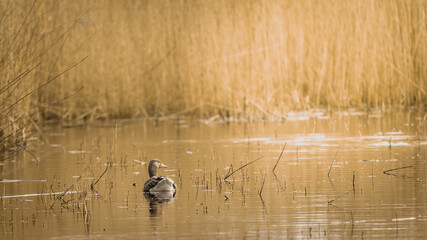 greylag goose on golden lake with negative space for text or banner use