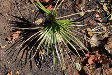 plant at the kakadu national park in north australia © frdric