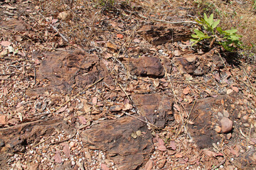 rocks and plants at the kakadu national park in north australia © frdric