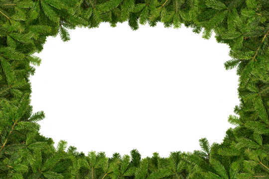 Vibrant green pine branches form a decorative border around an empty center, creating a perfect space for adding text or other visuals. christmas tree concept backgound with copy space