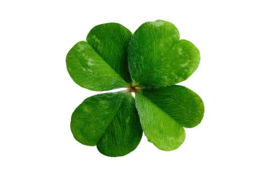 Close-up of a vibrant four-leaf clover, showing detailed leaf veins and a slightly glossy surface. The clover is isolated against a pure black background, highlighting its bright green color