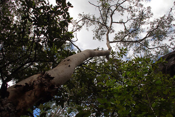 gum tree (eucalyptus ?) at the kakadu national park in north australia  © frdric