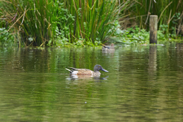 Male northern shoveler with beak in the water,  shoveler duck surrounded by shimmering green water, male northern shoveler swimming to the right, reeds in the background, Spatula clypeata