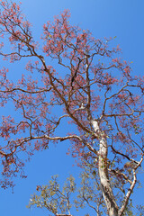 blooming tree at the kakadu national park in north australia