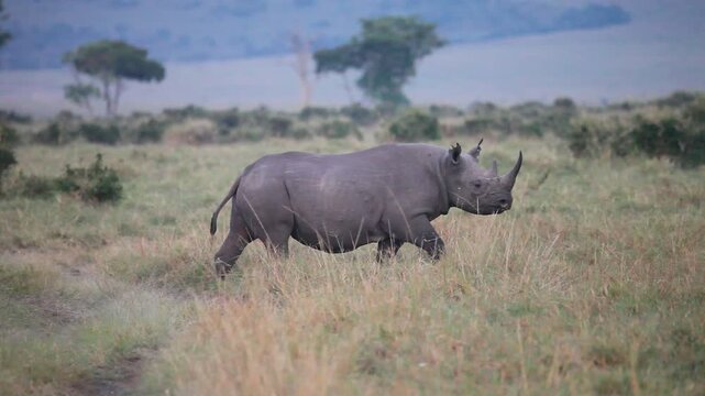 A rare black rhino walks through the grass in front of us on our African safari