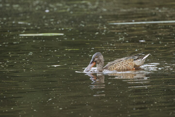 female shoveler duck on the pond on a rainy day, female shoveler duck from the side in the lake, Spatula clypeata, one ducks on the pond, long beak