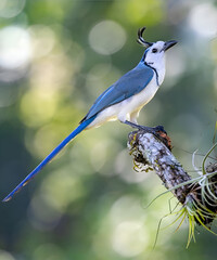 White-Throated Magpie-Jay Portrait