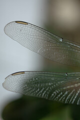 Close Up Macro View of Delicate Transparent Dragonfly Wings With Intricate Veins