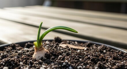 Onion Sprout Emerging From Soil: The Beginning Of The Next Stage Of Growth