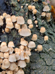 Close up of fairy inky cap mushroom fungus growing on a tree stump in Autumn