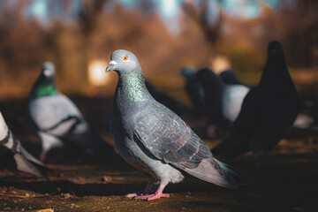 Obraz premium Sunlit pigeon standing in sharp focus with blurred flock in background symbolizing light peace and urban wildlife in warm natural sunlight