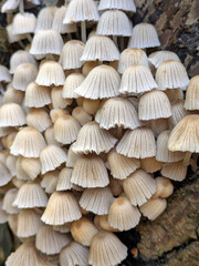 Close up of fairy inky cap mushroom fungus growing on a tree stump in Autumn
