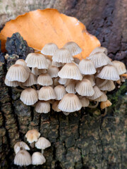 Close up of fairy inky cap mushroom fungus growing on a tree stump in Autumn