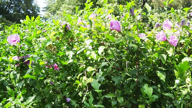 Hibiscus syriacus, Rose of Sharon or Syrian hibiscus is a flowering shrub native to East Asia, cultivated for its pink almost purple, trumpet-shaped flowers, and plant is popular garden ornamental