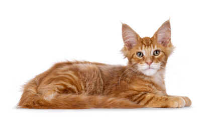 Red Maine Coon cat kitten laying down side ways. Looking straight to camera. Isolated on a white background