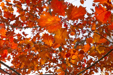 autumn leaves in the sun