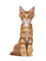 Obraz premium Red Maine Coon cat kitten sitting up facing front. Looking straight to camera. Isolated on a white background