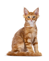Red Maine Coon cat kitten sitting up side ways. Looking straight to camera. Isolated on a white background